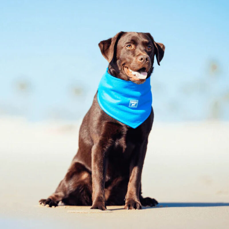 Canada Pooch Cooling Bandana Large image number 2