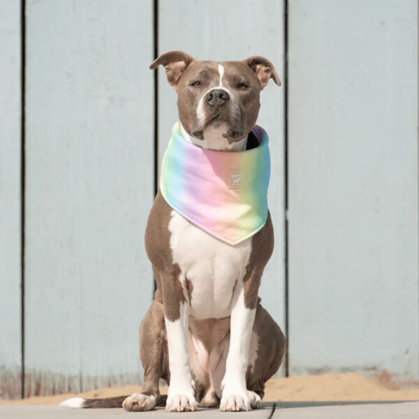 Canada Pooch Cooling Bandana Medium